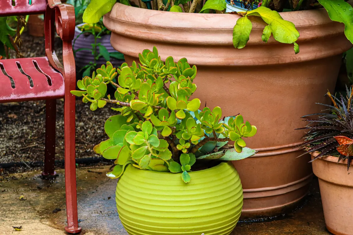 Dwarf Willow for Patios and Courtyards: Making the Most of Small Outdoor Spaces