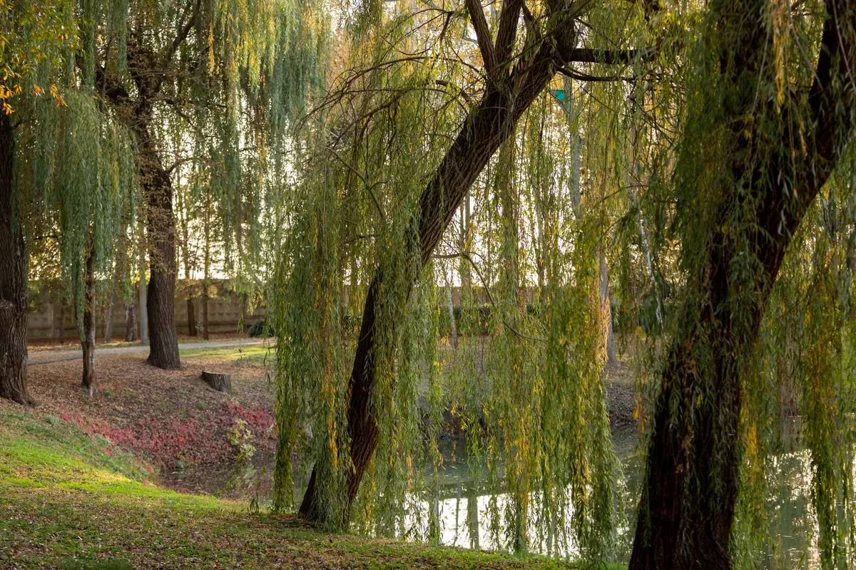 Willow Tree Varieties for British Gardens: Weeping, Dwarf and Contorted Types Compared